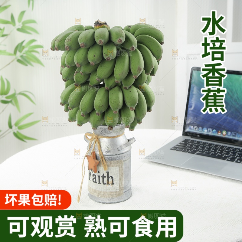 水培香蕉主图