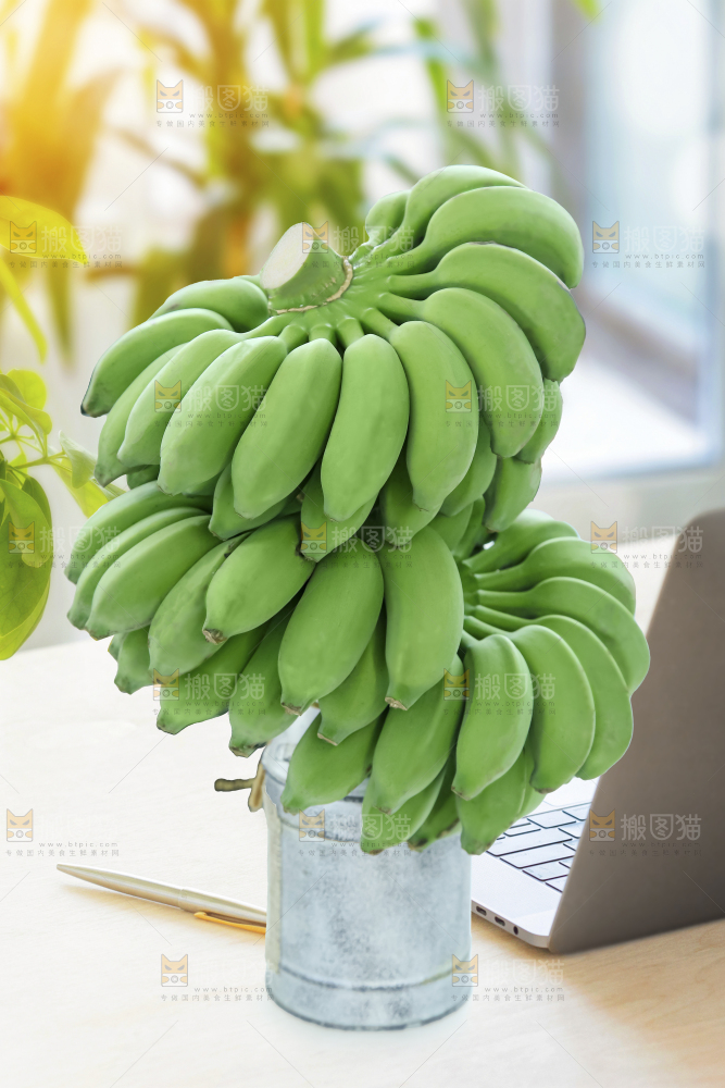 水培香蕉