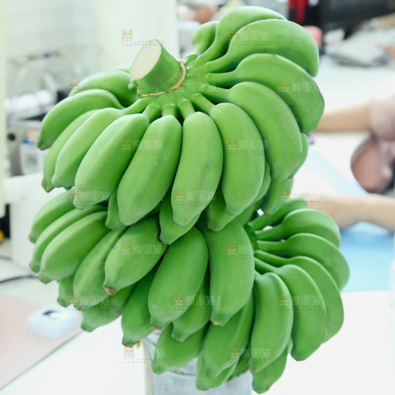水培香蕉