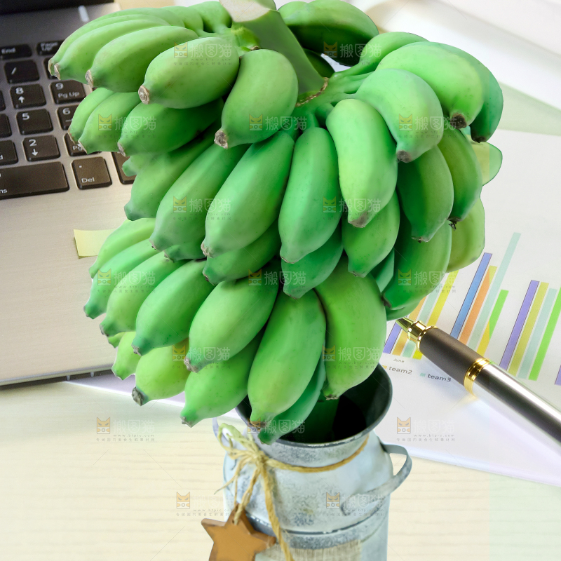 水培香蕉