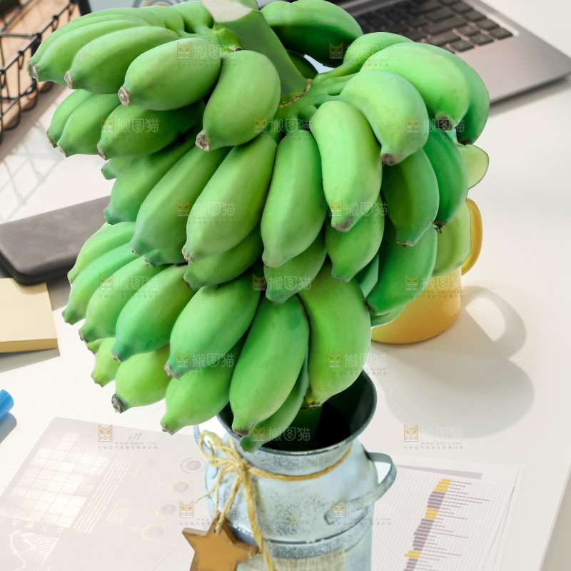 水培香蕉
