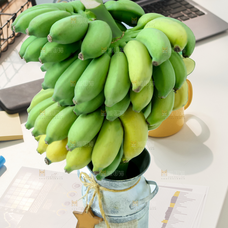 水培香蕉