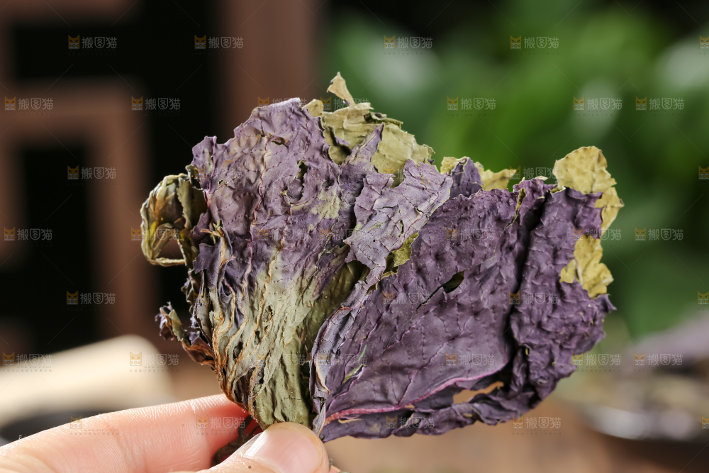 干紫苏