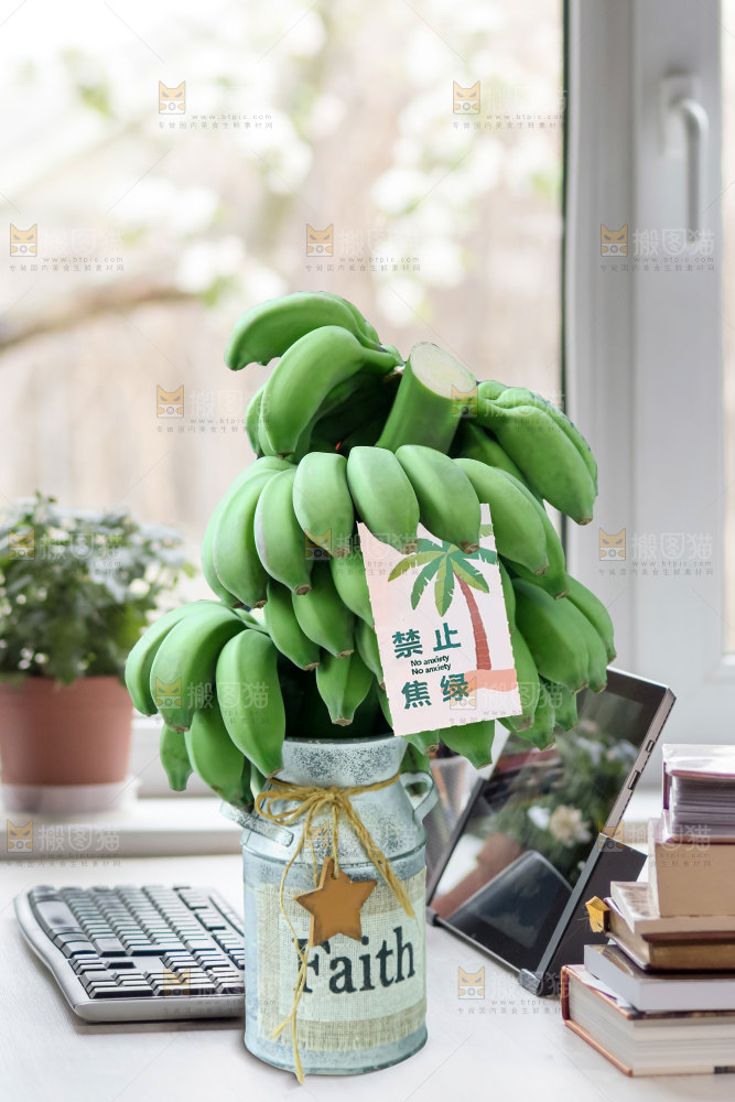 水培香蕉