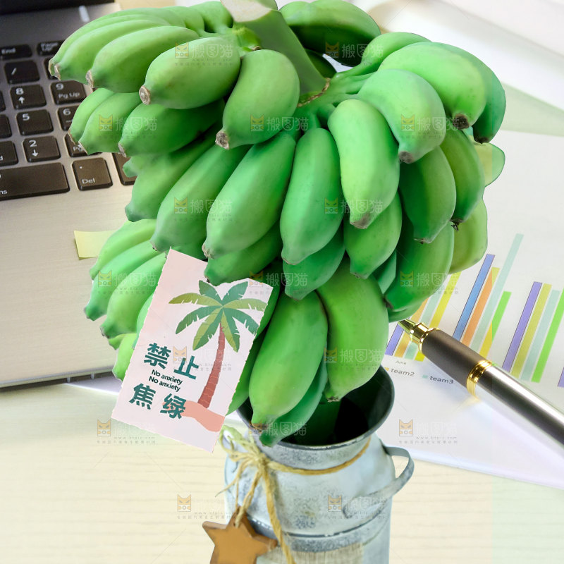 水培香蕉