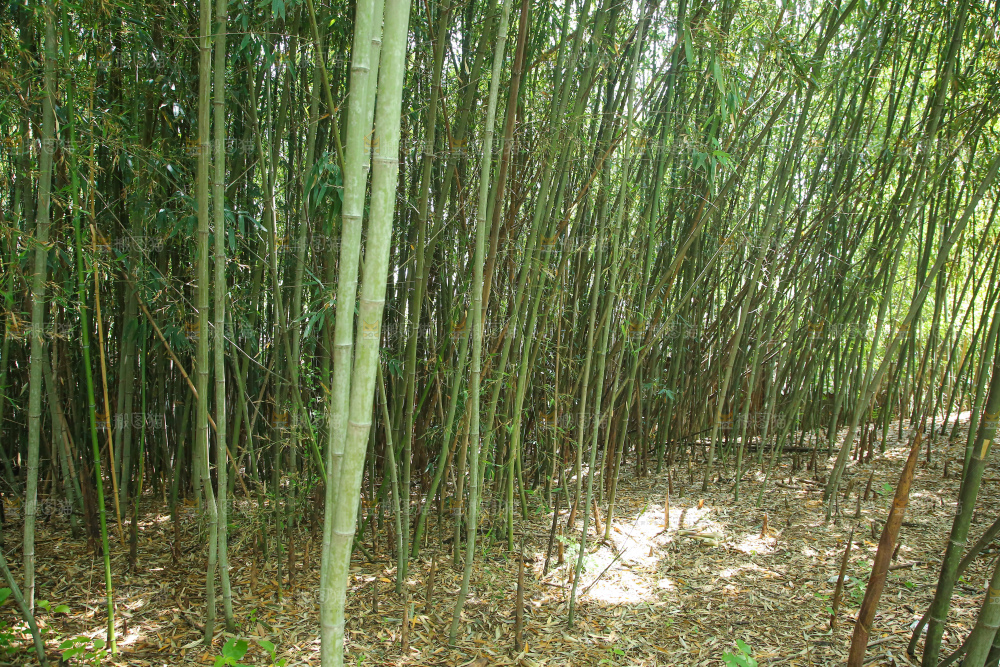 竹林