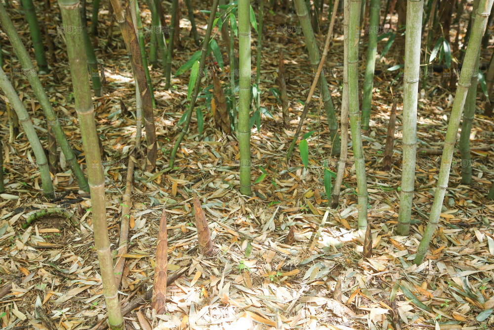 竹林