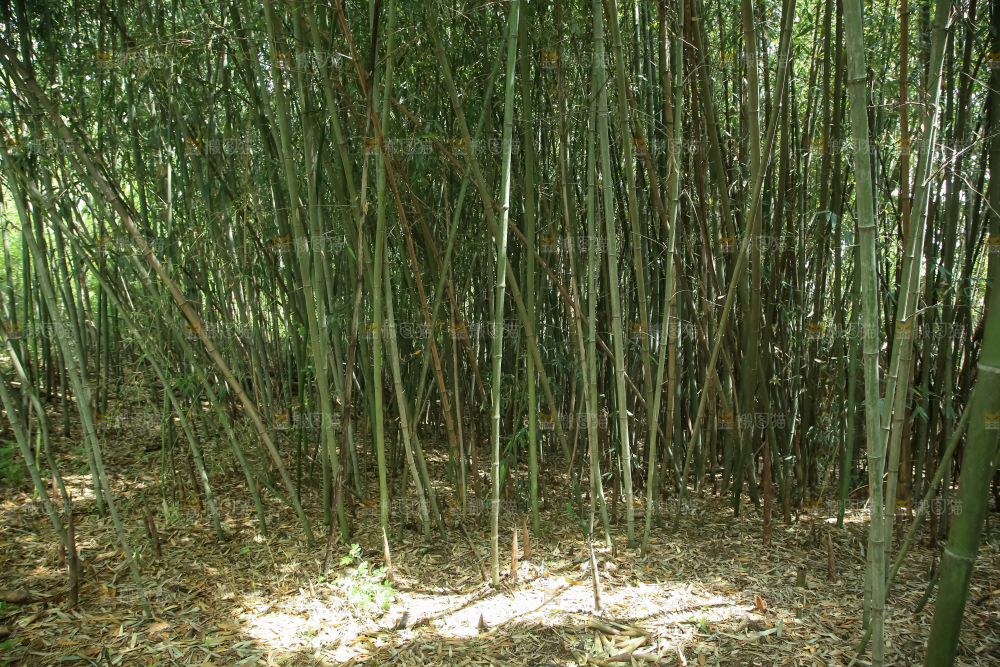 竹林