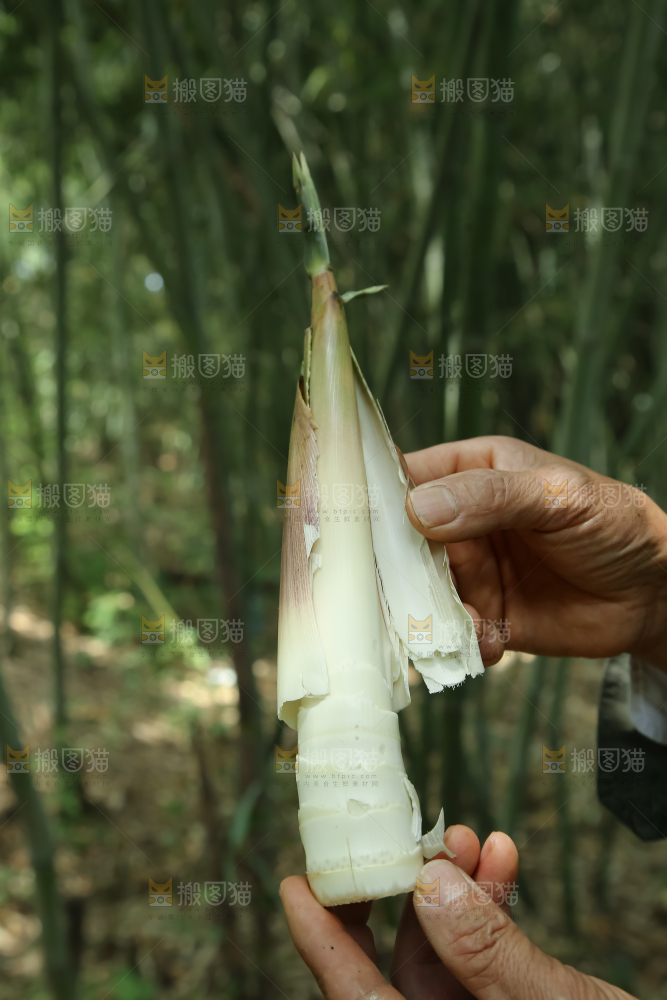 苦笋