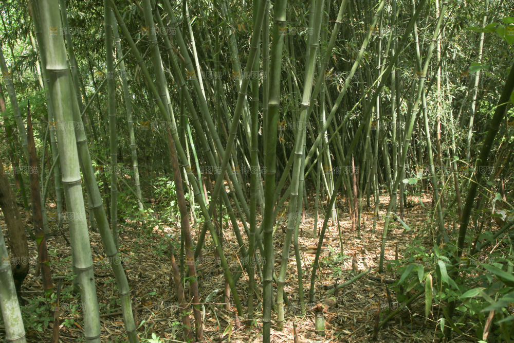 竹林