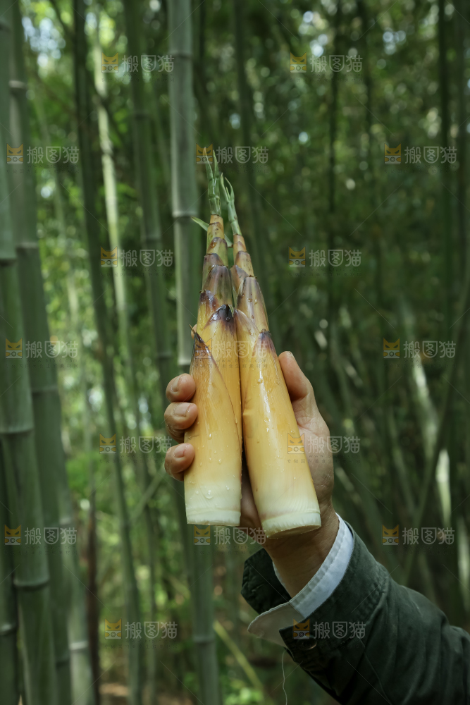 苦笋