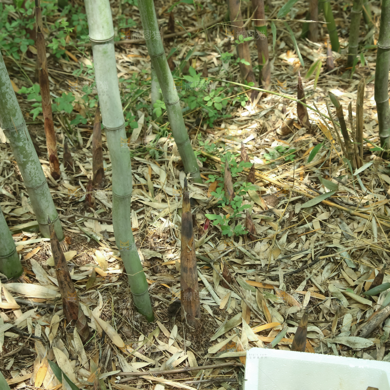 竹林