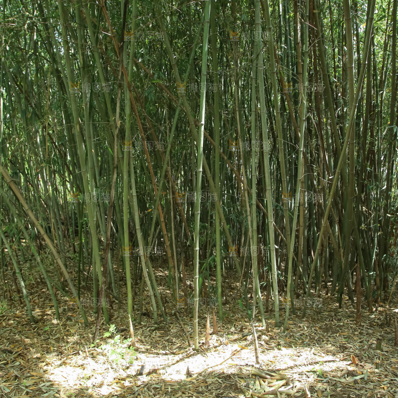 竹林