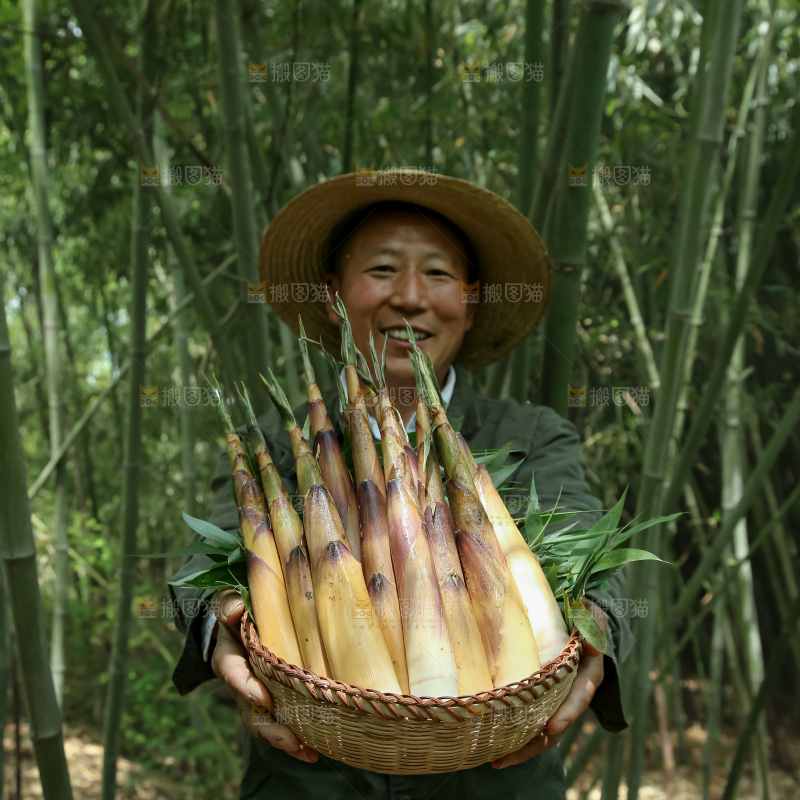 苦笋