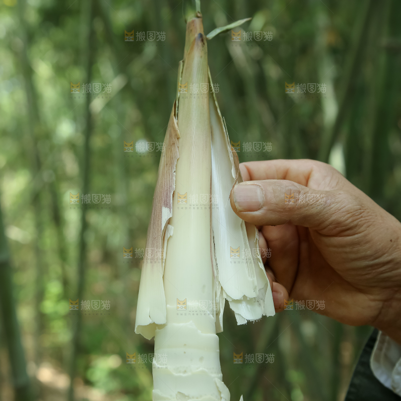 苦笋