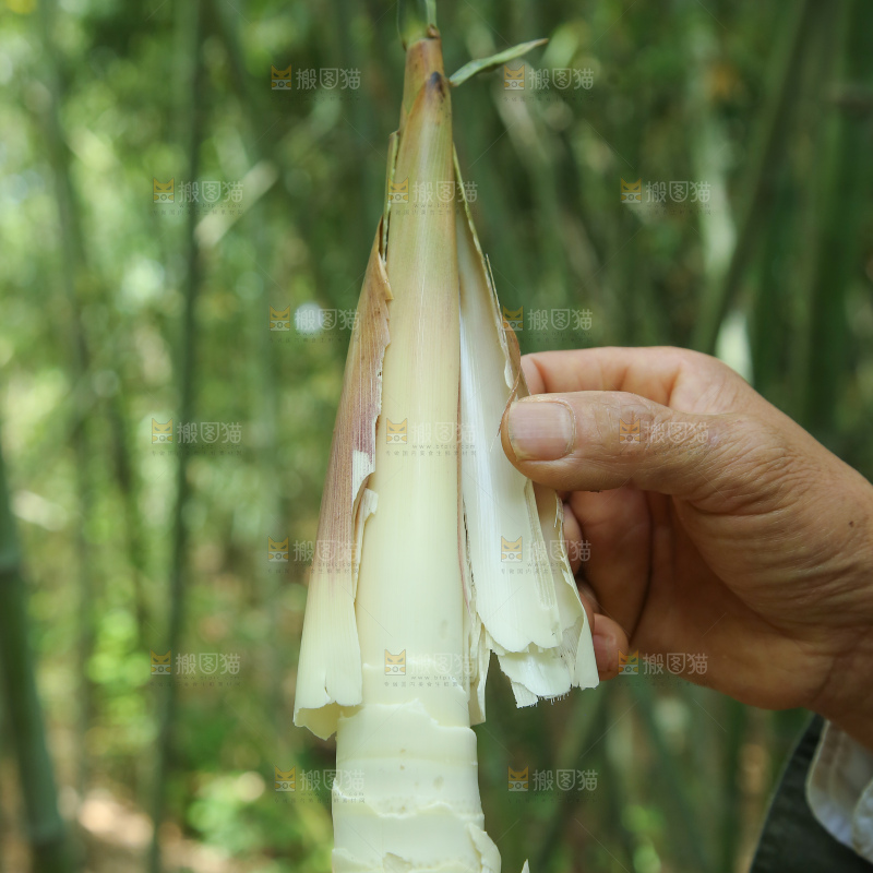 苦笋