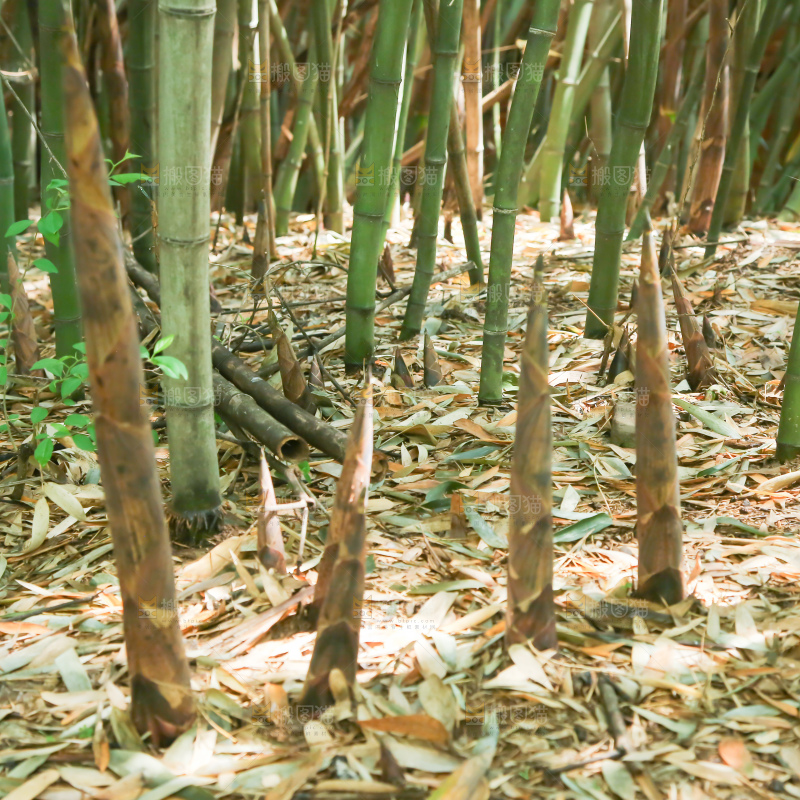 竹林