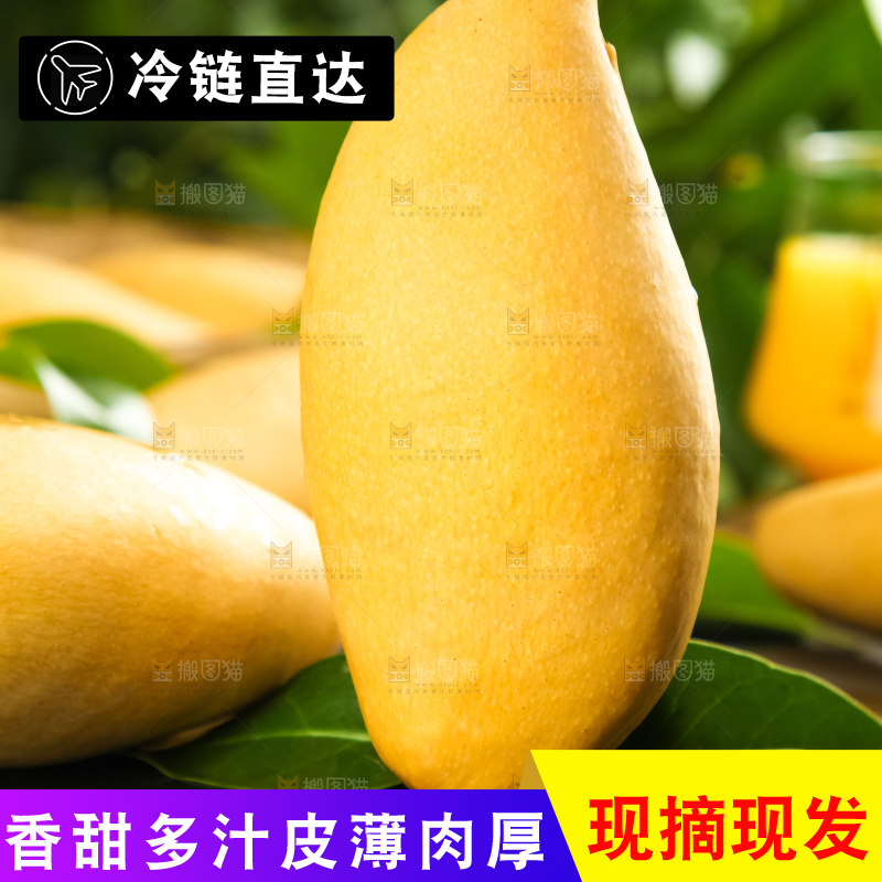 鹰嘴芒