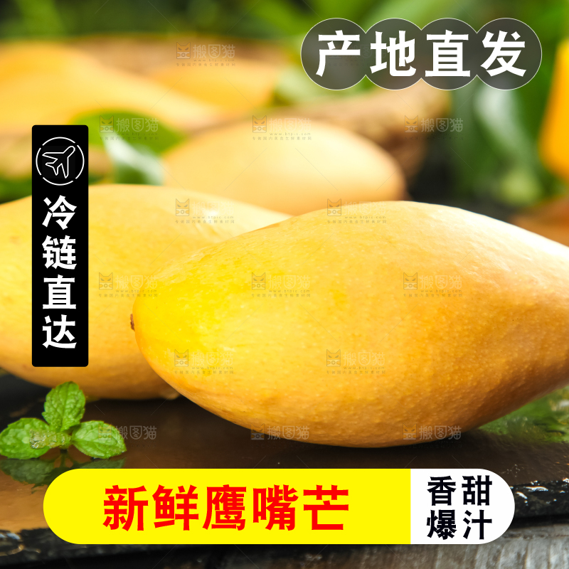鹰嘴芒