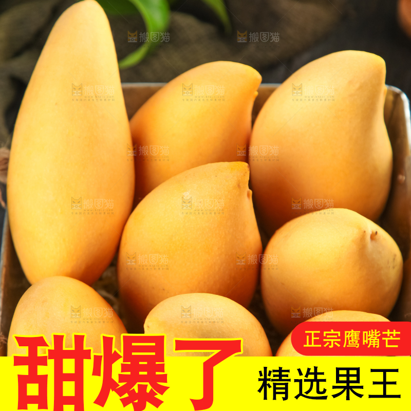 鹰嘴芒