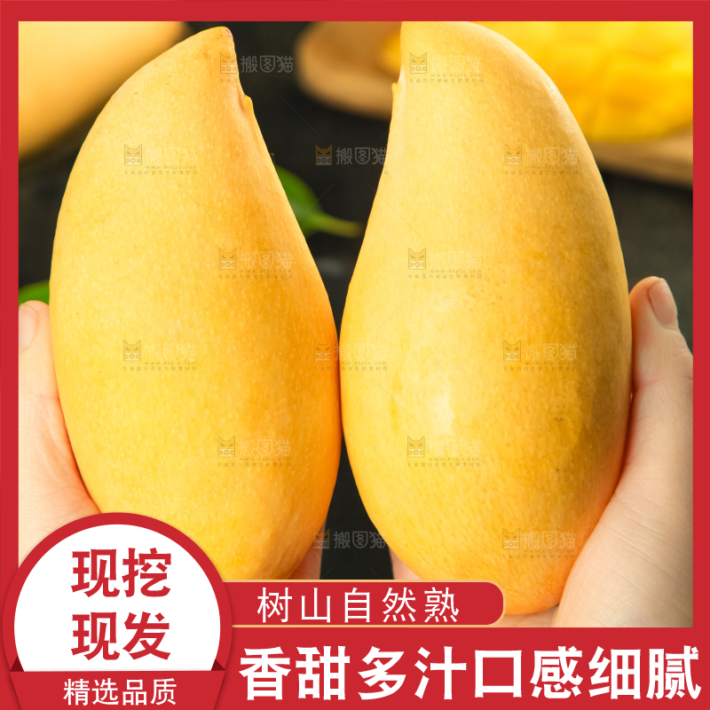 鹰嘴芒