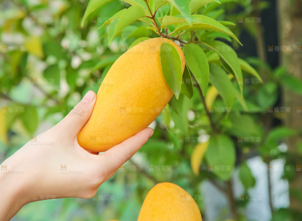 鹰嘴芒