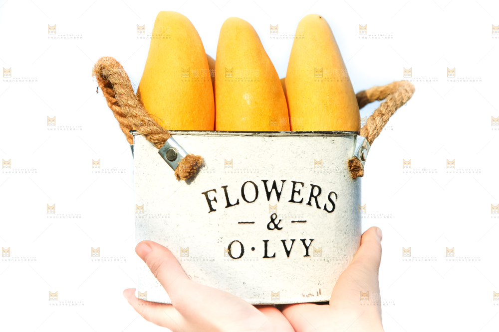 鹰嘴芒