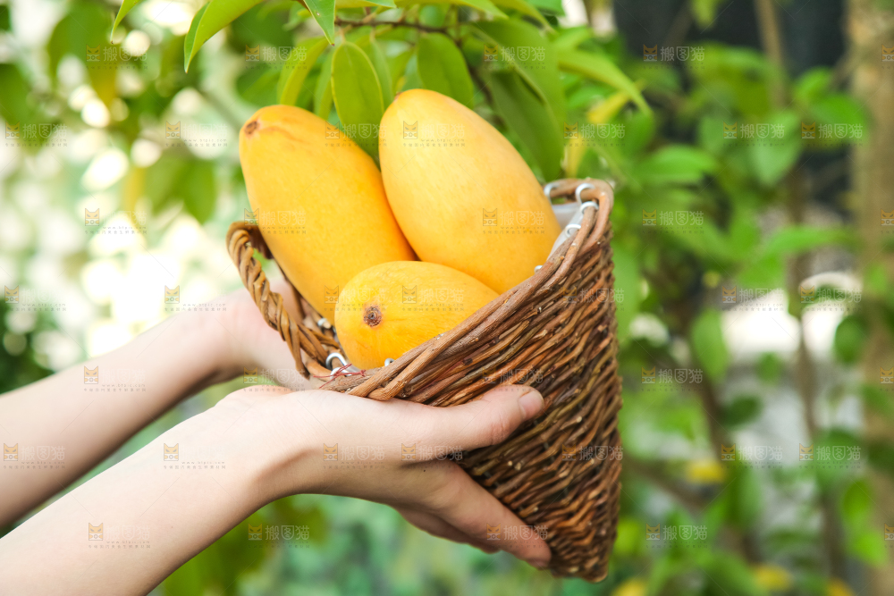 鹰嘴芒