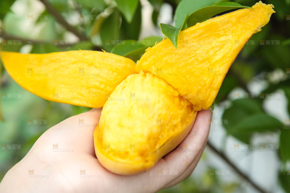 鹰嘴芒