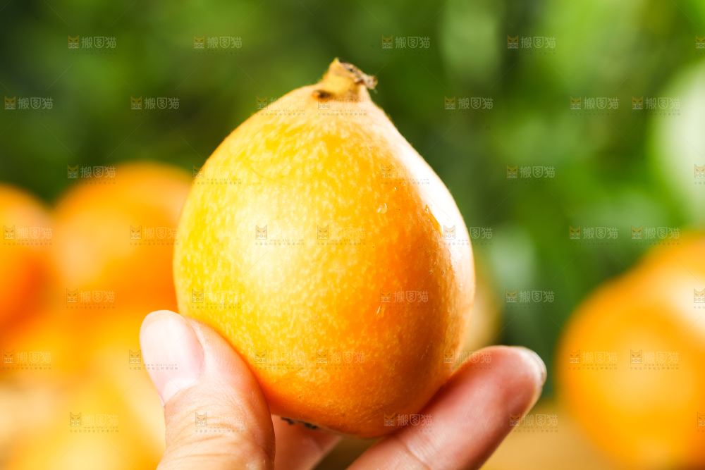 枇杷