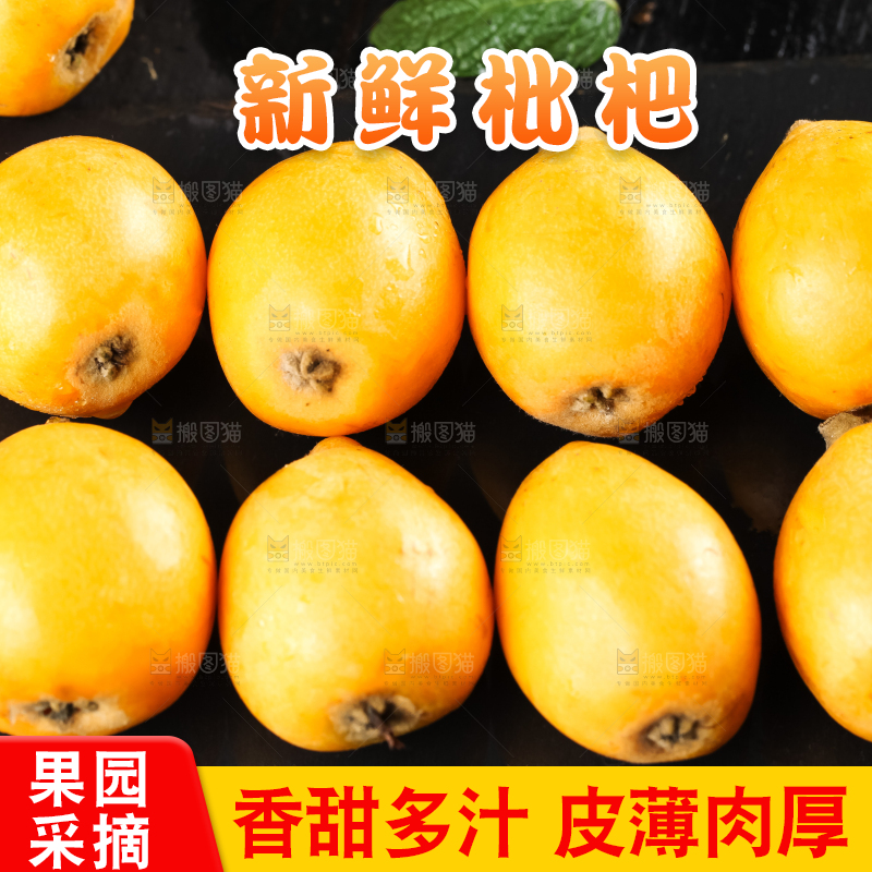 枇杷