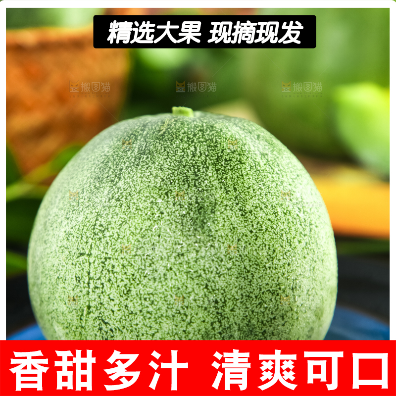 绿宝甜瓜