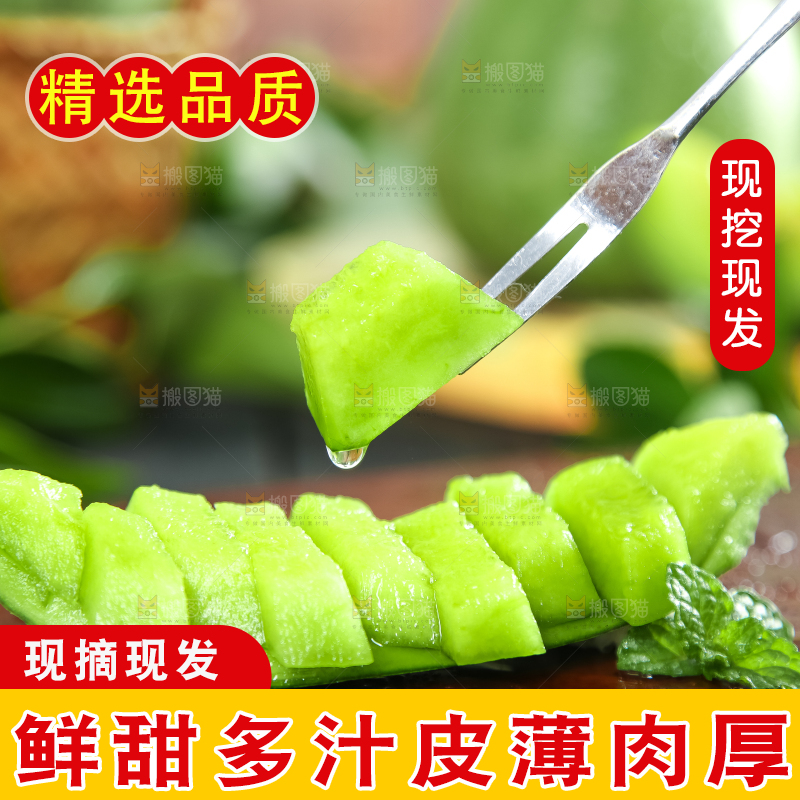 绿宝甜瓜