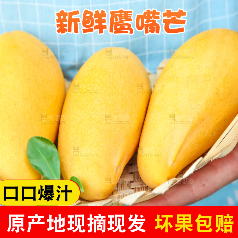 鹰嘴芒
