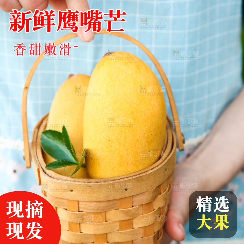 鹰嘴芒