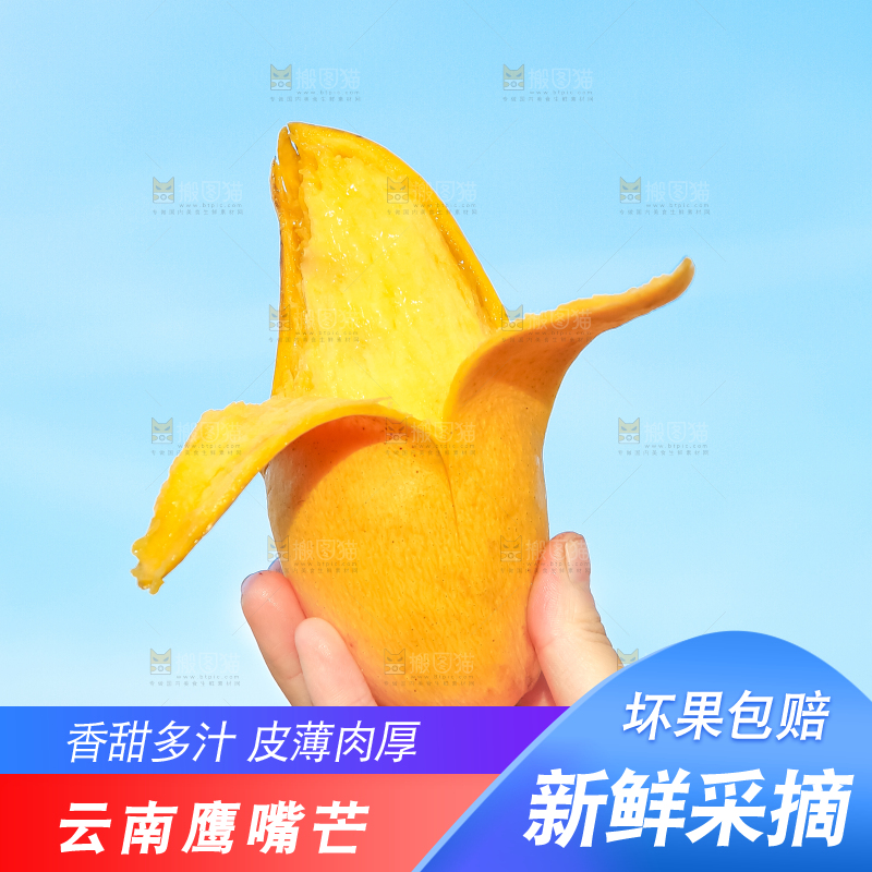 鹰嘴芒