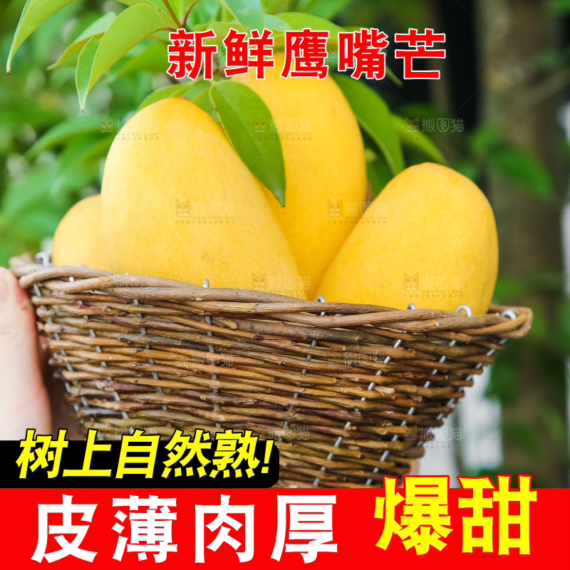 鹰嘴芒