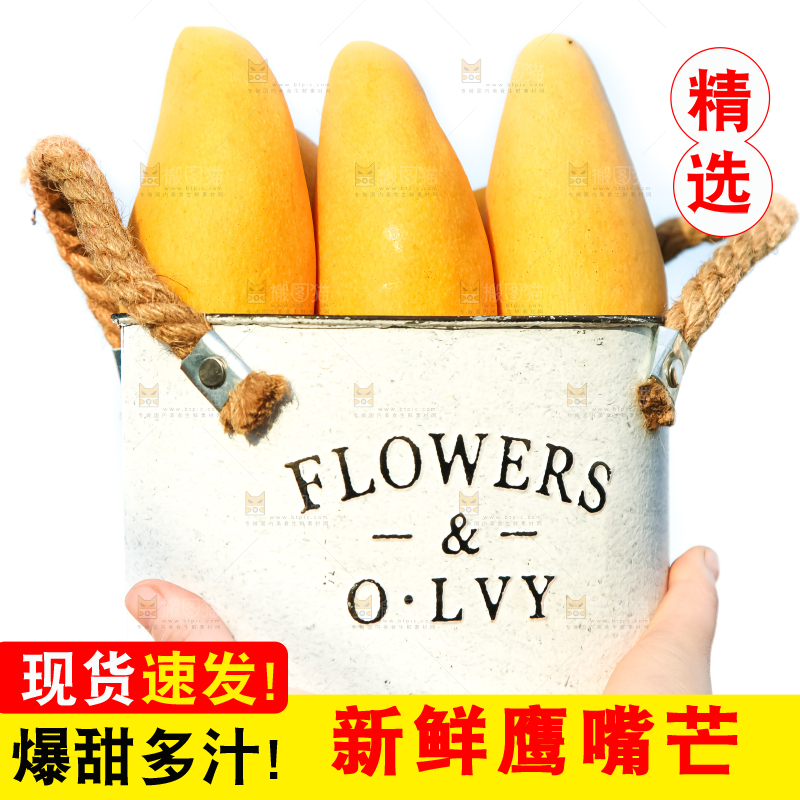 鹰嘴芒