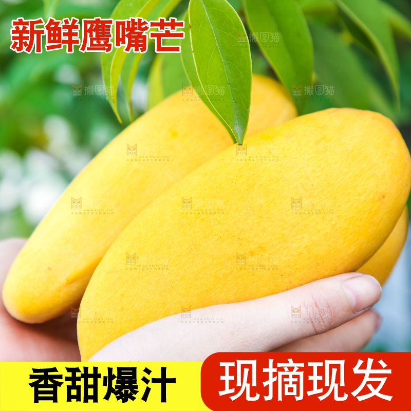 鹰嘴芒