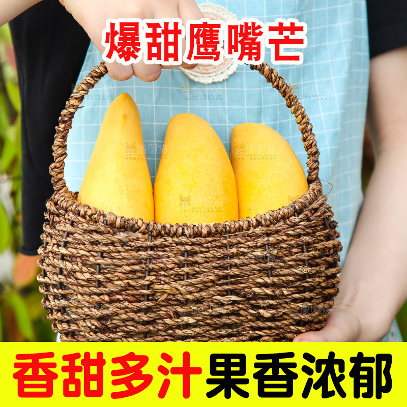 鹰嘴芒