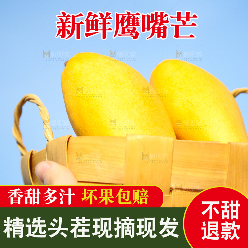 鹰嘴芒
