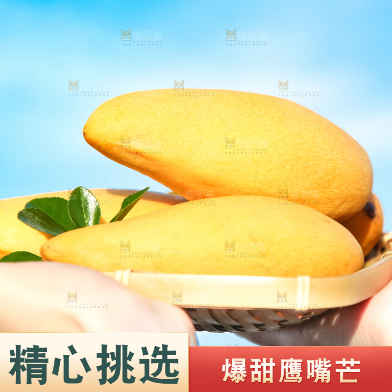 鹰嘴芒