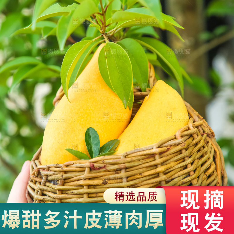 鹰嘴芒