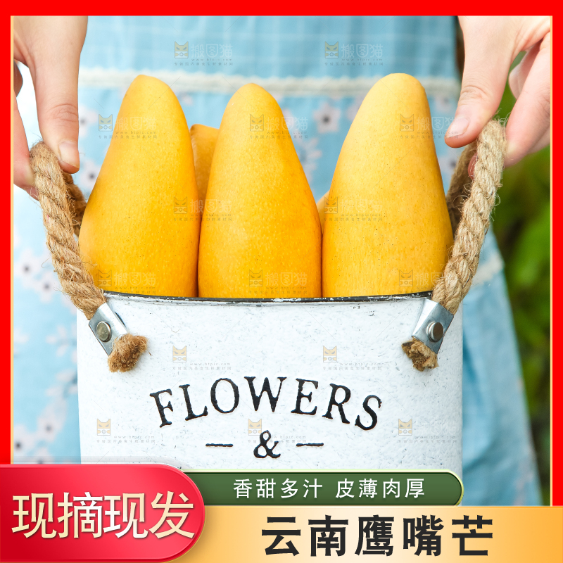 鹰嘴芒