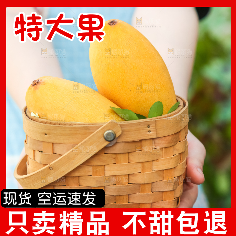 鹰嘴芒