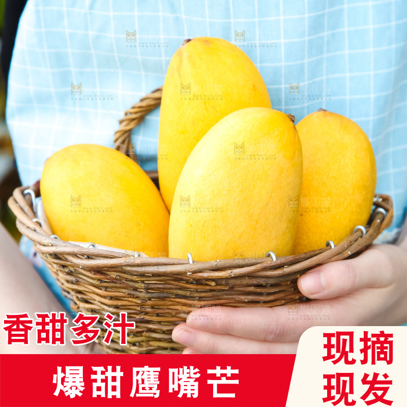 鹰嘴芒