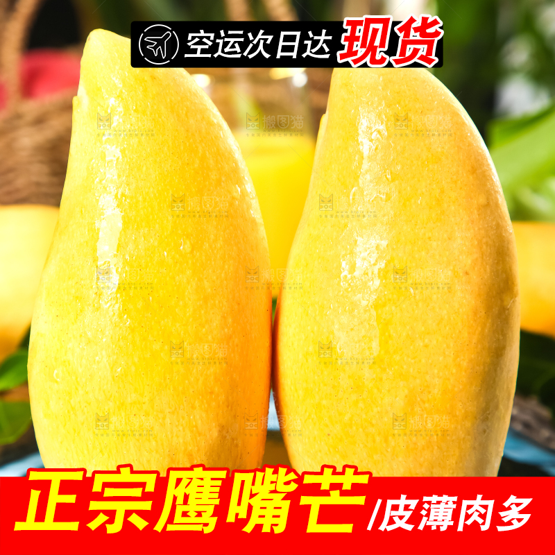 鹰嘴芒