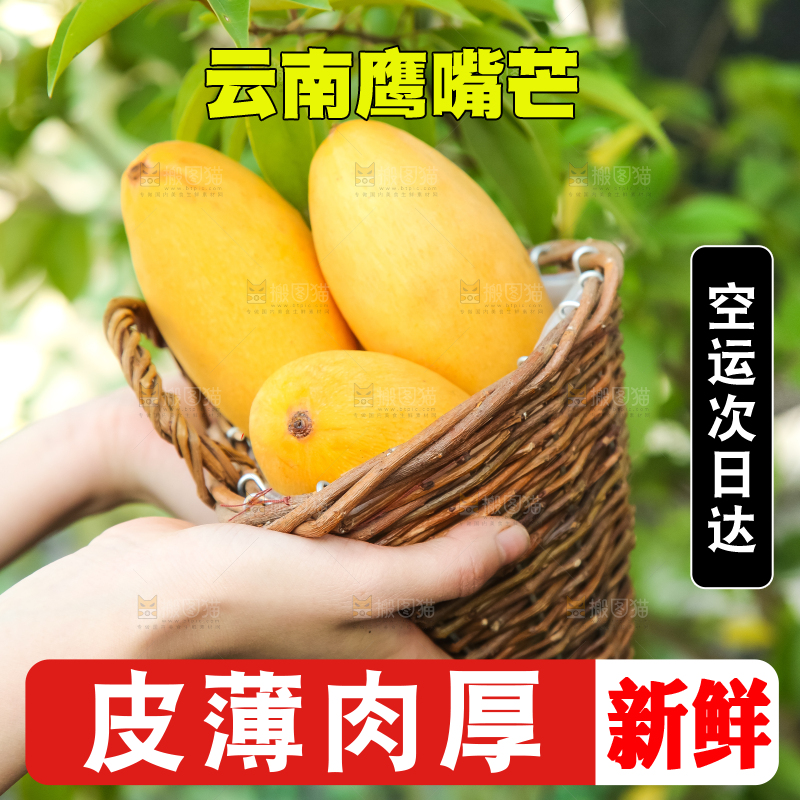 鹰嘴芒