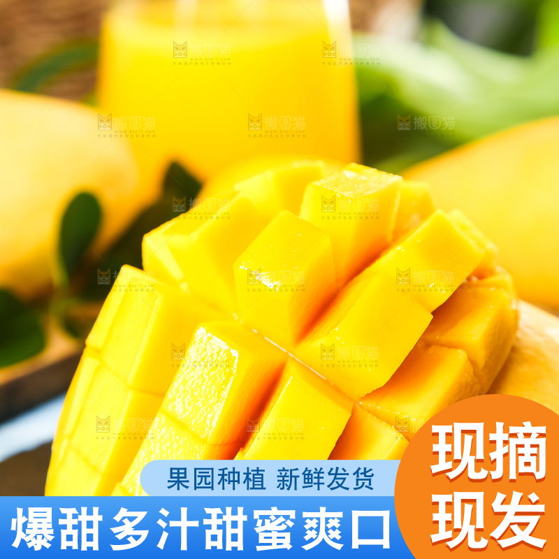 鹰嘴芒