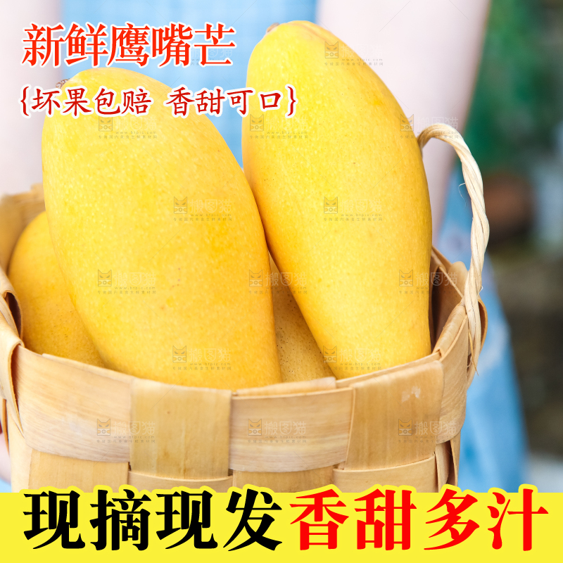 鹰嘴芒